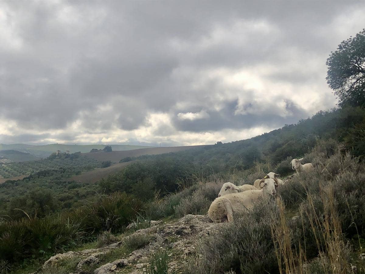 スペイン 羊 1