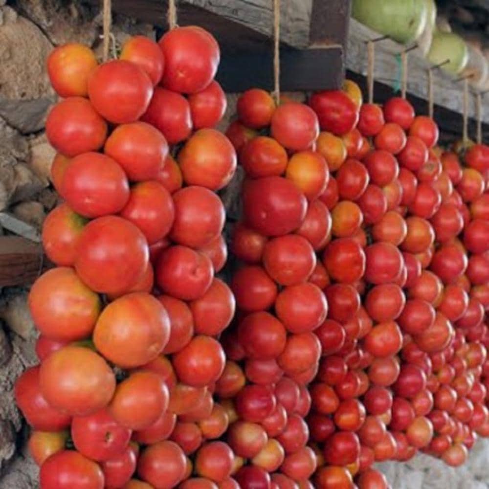スペイン tomato